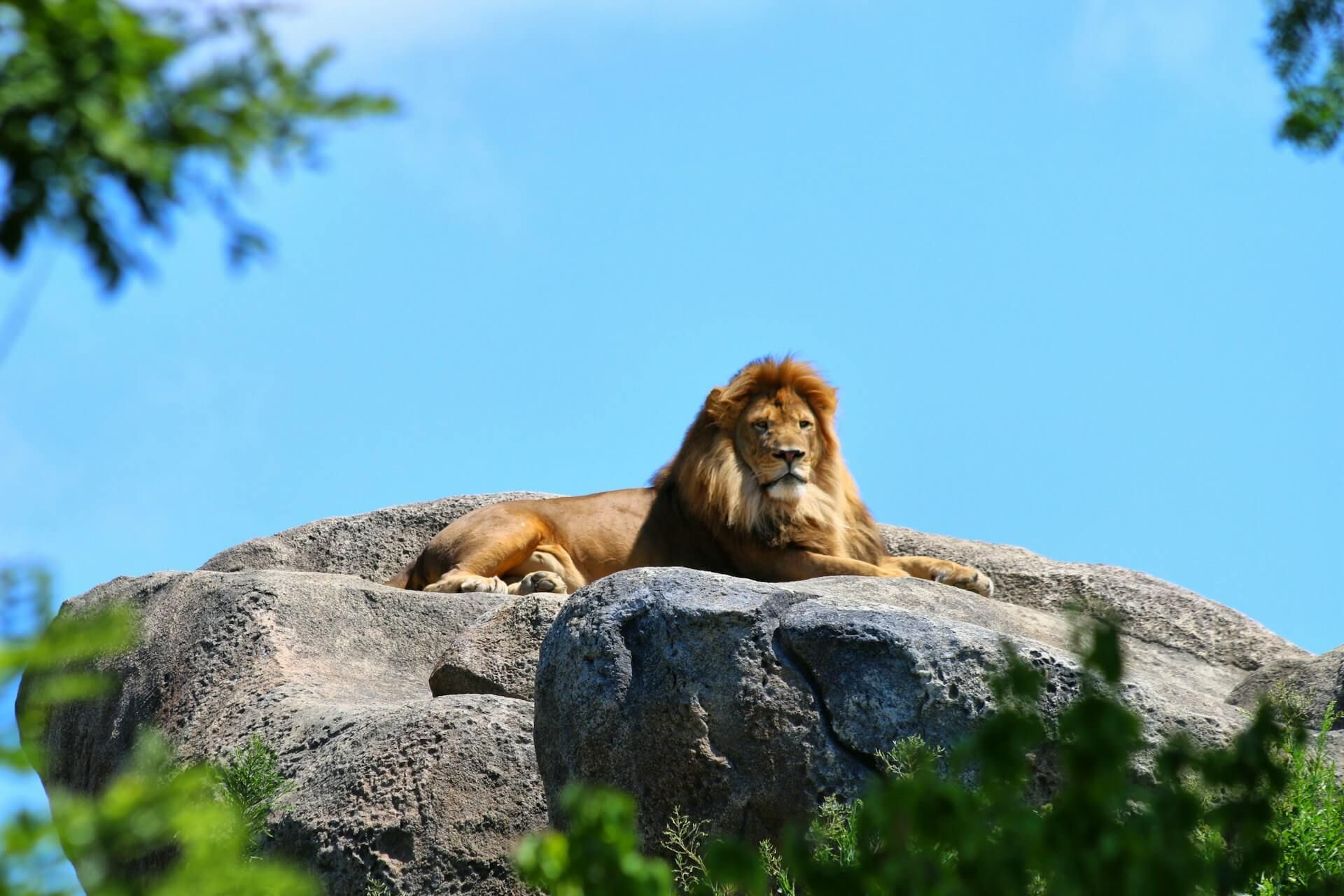 A lion on a rock
